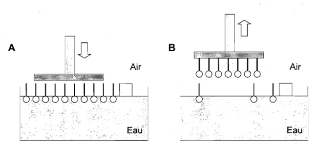 Figure 2.9: Représentation schématique d'un transfert Langmuir-Schaefer : transfert d'une  monocouche de tensio-actifs sur un substrat hydrophobe