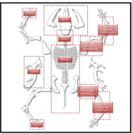 Figure 12 :  Catégories  de  représentation  squelettique  de  Stiner  (1990,  p 247) :  tête,  cou,  axial,  membre  antéro- antéro-supérieur,  membre  antéro-inférieur,  membre  postéro-antéro-supérieur,  membre  postéro-intérieur  et  pied  (ou  autopod