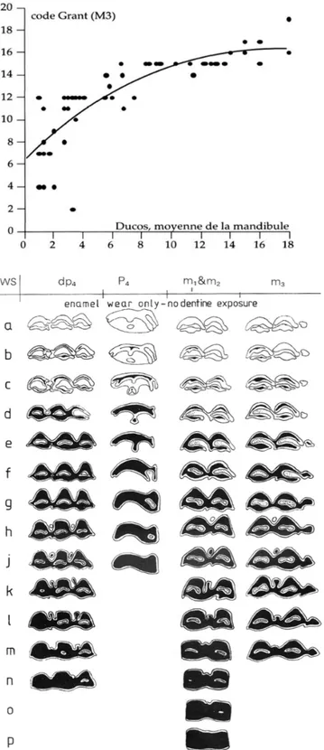 Figure 14 :  Stades  d’usure  des  dents  de  bœufs  domestiques  de  Grant  (1982,  p92)  et  tranches  d’âge  correspondantes pour la M3 selon les données de Lepetz (1996)
