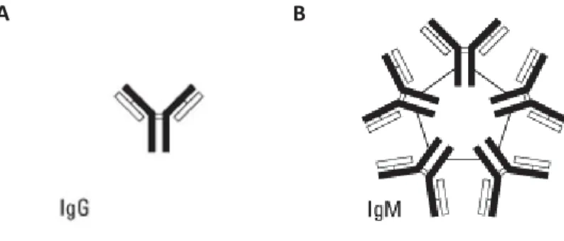 Figure 7. Structure des immunoglobulines érythrocytaires.  