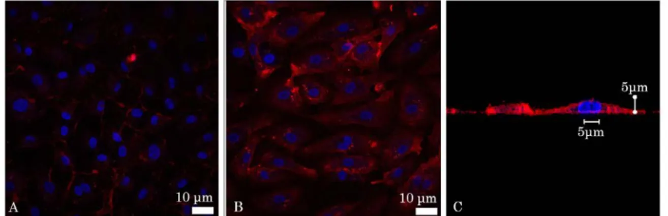 Figure 1. Florescent confocal images of in vitro affinity of the intercellular adhesion molecule-1  (ICAM-1) antibody: (A) Inactivated and (B) Tumor Necrosis Factor Alpha (TNF-α) activated Human  Umbilical Vein Cells (HUVEC)