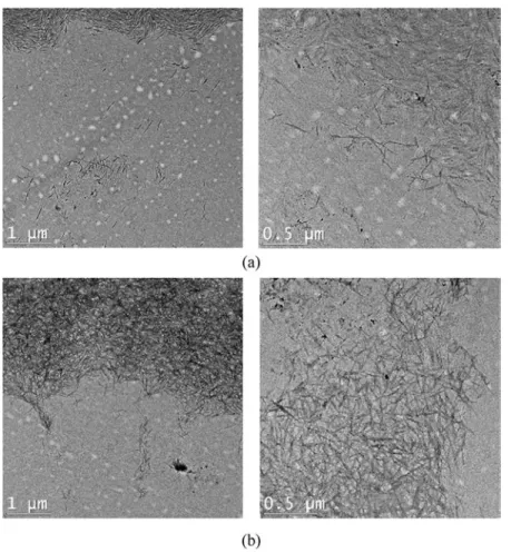 FIG. 3. TEM images at two magnifications of (a) unmodified CNCs and (b) CNC/PEI-0.02.