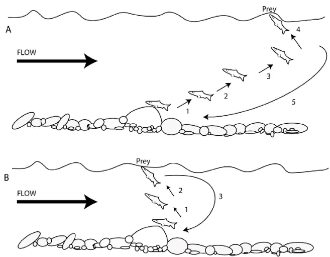Figure 2.4 Juvenile salmon surface drift feeding: A) passive indirect. B) Direct. Modified  from Stradmeyer and Thorpe, (1987)