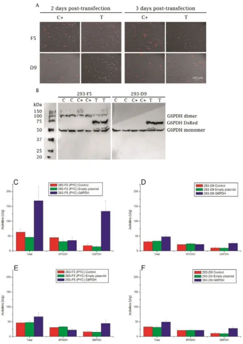 Figure  1.  G6PDH  overexpression  in  HEK-293  cells.  (A)  Fluorescence  microscopy  of  transfected cells 48 h and 72 h post-transfection