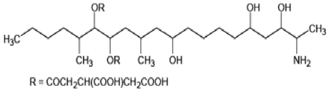 Figure 13 : Structure générale semi développée des trichothécènes (IPCS, 1990). 