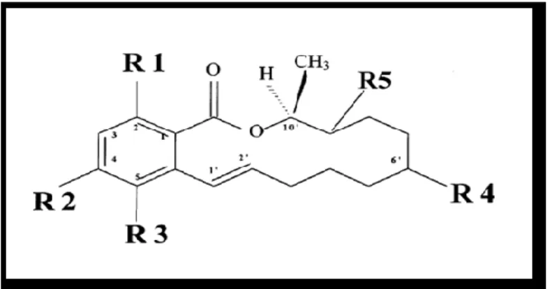 Figure 15:Biosynthèse des mycotoxines (LEYRAL et VIERLING, 2007). 