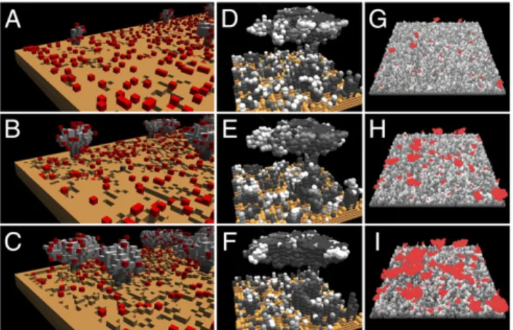 Fig. 5. Three-dimensional simulations of ant nest construction. (A – C) Se- Se-quence that shows the emergence of two pillars that are joined by an arch (ants are the red cells, brown cells are the initial construction material, and gray cells are moved pe