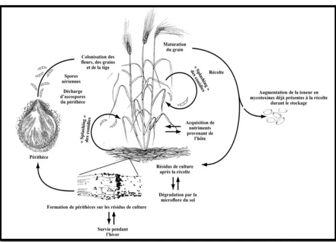 Figure 03 : Cycle de vie de F. graminearum; principal agent responsable de la fusariose  des épis de blé (TRAIL, 2009)