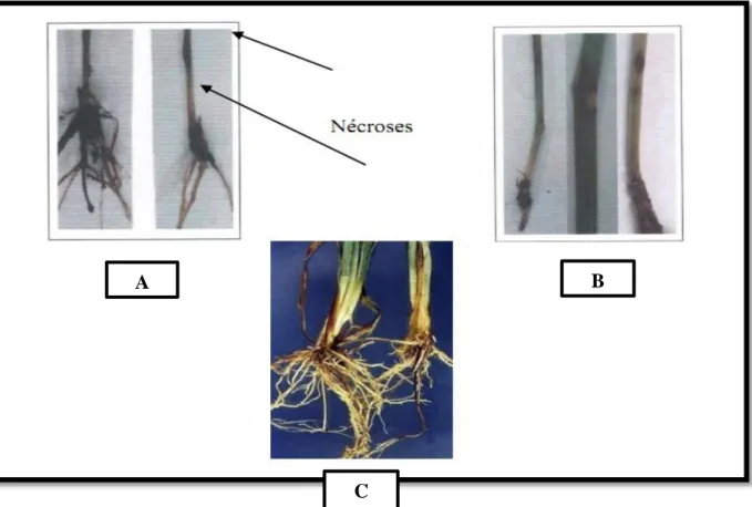 Figure 09 : Symptômes du fusarium sur la base: a, b brunissement des nœuds et entre  nœud ,c Lésions de la base de la tige du blé causées par Fusarium spp