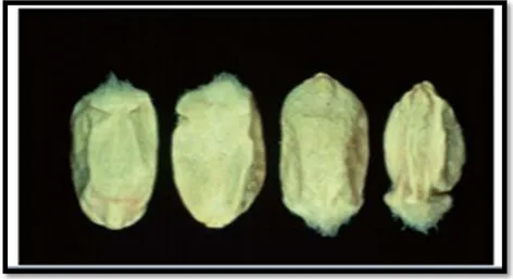 Figure 12 : Feuille de blé présentant un symptôme typique d’une attaque par  Microdochium nivale (MASCHER et al., 2008)