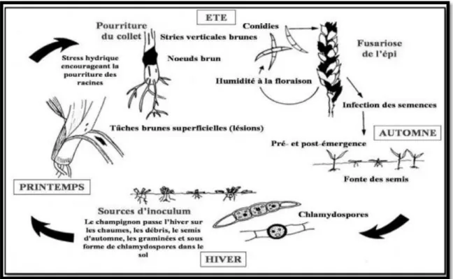 Figure 13 : Cycle biologique de Fusarium sur céréales (PARRY, 1995). 