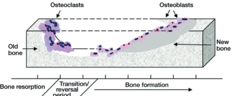 Figure 1. Bone remodeling. Bone is continually remodeled throughout  life. The coordinated activity of resorbing osteoclasts and  bone-forming osteoblasts ensures that adequate skeletal mass is  main-tained