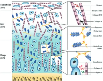 Figure 2. Zones and constituents of articular cartilage. A schematic  representation of the different matrix components and their  organiza-tion throughout articular cartilage.