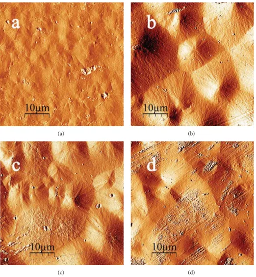 Figure 1: AFM images of (a) PP-g-MAH, (b) PP/PP-g-MAH, (c) 1 pph CF/PP, and (d) 1 pph CF PP/PP-g-MAH.