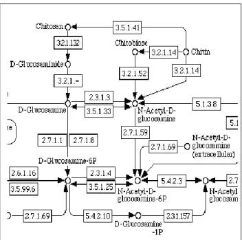 Figure 1: Part of the aminosugars metabolic network, which can be extracted from the KEGG database [10].