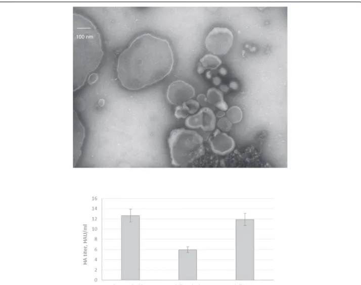 Figure 3 NSTEM image at 40,000× magnification of cell pellet wash upper panel and HA activity for VLP samples produced in HEK293SF cells with culture supernatant, cell pellet wash and lysate lower panel.