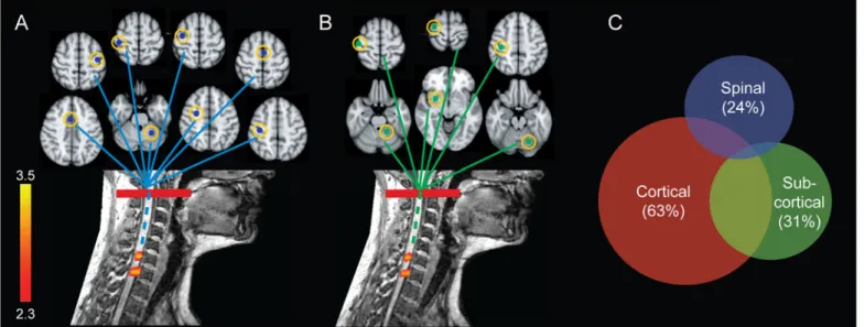 Fig 4. Distinct spinal cord contribution to motor sequence learning. (A and B) Two cervical clusters located at C7 – C8 spinal segments showed significant changes in BOLD signal, which were modulated by performance speed