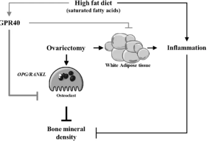 Figure 8. Conclusion GPR40 contributes to counteract ovariectomy-induced bone alteration in the presence of fatty acid enriched diets