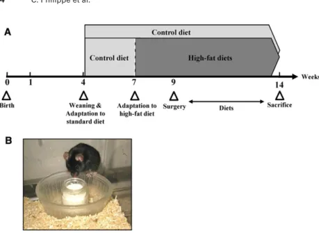 Figure 1. Scheme of experimental protocol de- de-sign (A) and presentation of the food  distribu-tion mode (B)