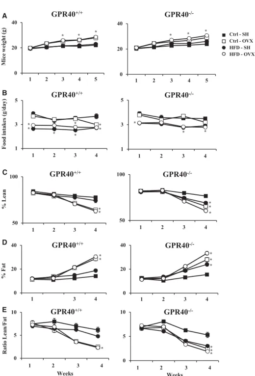 Figure 4. Weight, food intake, and body composition parameters.  To-tal body weight gain over the complete study of GPR40 +/+ and GPR40 −/− mice (A)