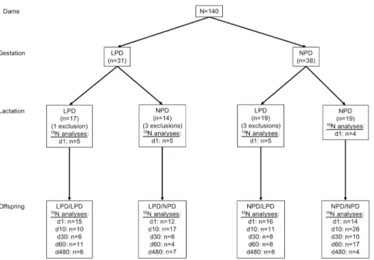 Fig 1. Experimental diagram. Exclusion reason was eating pups. Diet groups: gestation/lactation