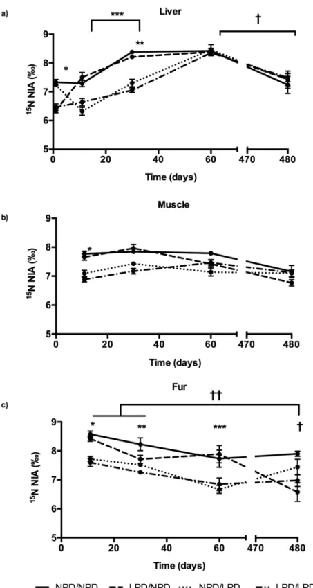 Fig 2. 15 N NIA in organs. a) Liver; b) Muscle; c) Fur. Significant effect of time (p&lt;10 −4 ) and group (p&lt;10 −4 ) with significant interaction between the two factors (p&lt;10 −4 ) on 15 N NIA in liver, muscle and fur