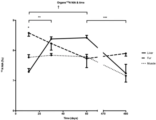 Fig 3. Inter-organs 15 N NIA over time in F1 mice.  P&lt;0.05 between the fur and both the muscle and the liver,  P&lt;0.05 between 15 N NIA in the liver at d11 and d30,  P&lt;0.05, and decreased from d60 to d480, † P&lt;0.05 between