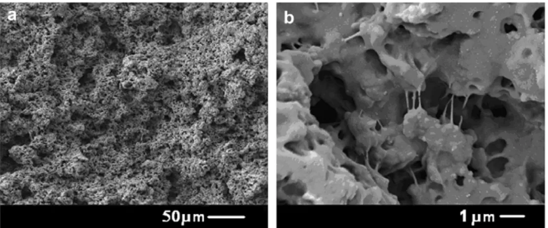 Fig. 14. High magniﬁcation micrographs of the propagation area (2) of Fig. 12, showing numerous voids and cavities, in tension: (a) overview, and (b) magniﬁcation of a part of micrograph (a).