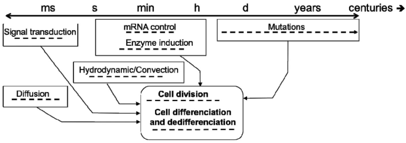 Figure 3. Time scales affecting cell behaviour. 