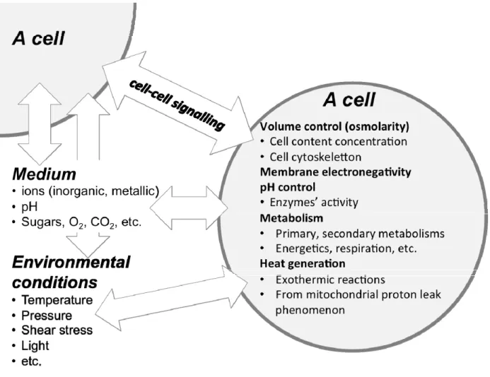 Figure 1. A cell environment. 