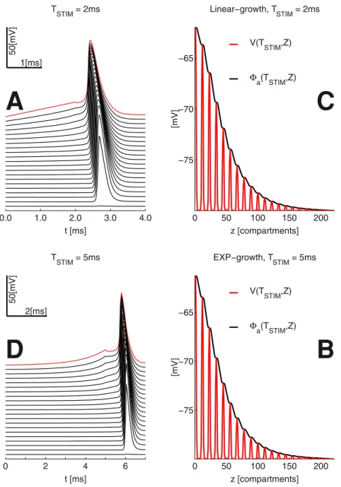 Figure 3. Propagating AP’s and spatial profile of the membrane voltage V(t,z) &amp; intracellular potential W a (T STIM ,z) (at the end of stimulation, please also see Fig