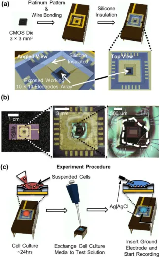 Figure 7. Packaging of the amperometric chip and live-cell experiment procedure.  