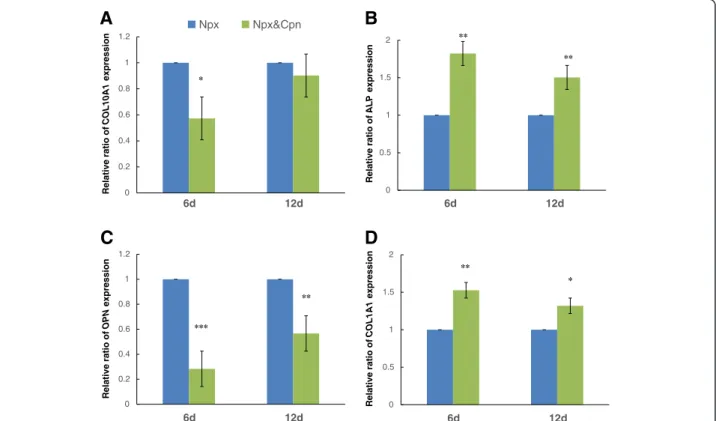 Figure 5 The effect of the Hedgehog (HH) signaling pathway inhibitor cyclopamine (Cpn) on the expression of COL10A1 (A), ALP (B), OPN (C) and COL1A1 (D) in mesenchymal stem cells (MSCs) cultured in osteogenic differentiation medium with 0.5 μ M naproxen (N