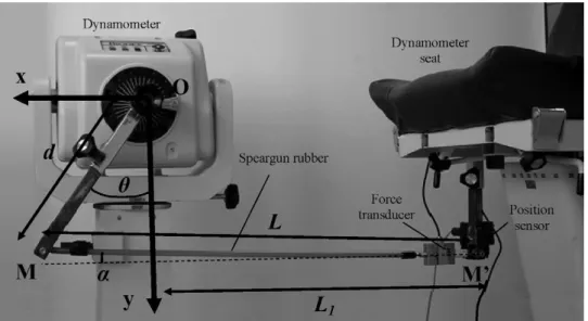 Fig. 1. Experimental set-up. A rubber was placed between the seat and the level arm (d = 0.365 m) of the Biodex system 3 pro using two articulated systems (M and M  )