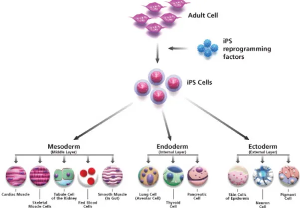 Figure  2.  Phénomène  de  reprogrammation :  d’une  cellule  somatique  adulte  à  une  cellule  souche pluripotente induite (iPSC) capable de se différencier dans les 3 feuilles embryonnaires  (Marks Jacob, Yale Scientific, 2014) 