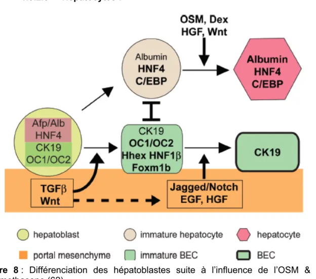 Figure  8 :  Différenciation  des  hépatoblastes  suite  à  l’influence  de  l’OSM  &amp;  du  dexamethasone (62) 