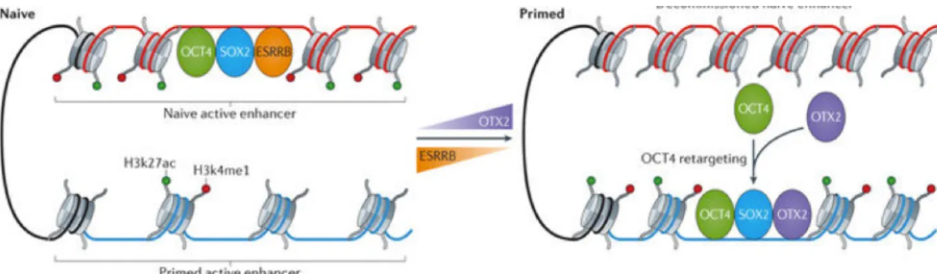 Figure 9 : Changement du paysage épigénétique entre pluripotence naïve et amorcée. (78) 