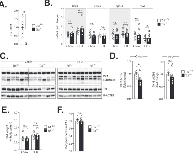 Figure 1: Loss of TSK does not affect BAT thermogenic capacity. (A) qPCR analysis of Tsk gene expression in the liver of wild-type (Tsk þ/þ ) and knockout (Tsk -/- ) mice (n ¼ 6 e 7/group)