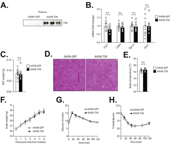 Figure 4: Overexpression of TSK does not affect BAT thermogenic capacity, body weight, and glucose homeostasis