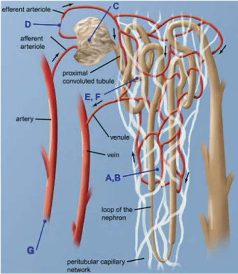 Figure  6  :  Schéma  des  différents  mécanismes  d'hypoxie  chronique  dans  les  maladies  rénales  chroniques, incluant la perte de capillaires péri-tubulaires (A,B), la stagnation péri-tubulaire de la  circulation  sanguine  capillaire  induite  par  