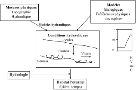 Figure 12 : Exemple de simulation de l évolution de l habitat exprimé en Surface Pondérée Utile en fonction du débit  pour la Truite fario (Souchon et al., 2003)