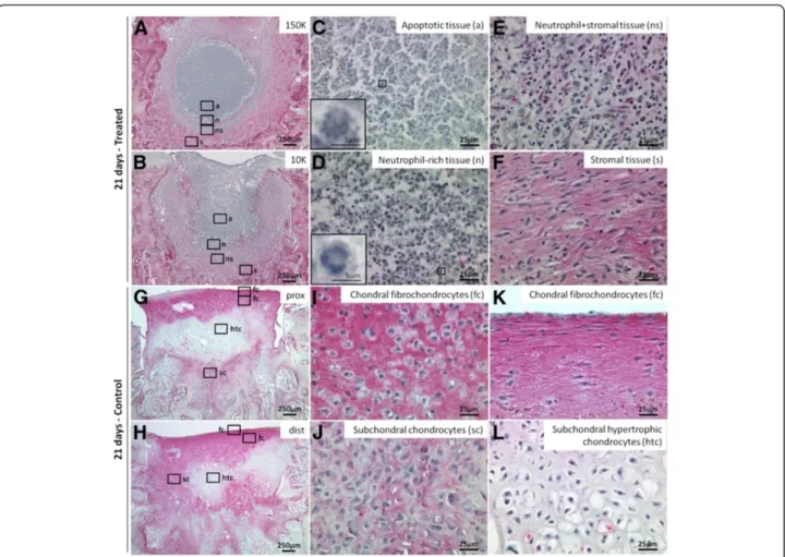 Figure 6 Granulation tissues in treated defects versus chondral/subchondral tissues in control defects at 21 days post-operative