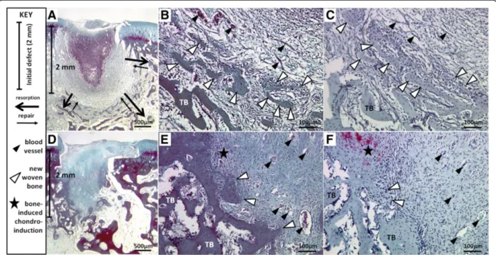 Figure 10 Bone resorption and repair in chitosan-treated defects (A-C) versus minor endochondral bone repair in controls (D-F).