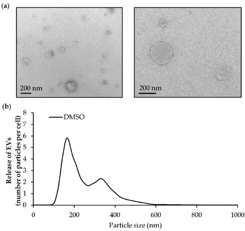Figure  8.  Characterization  of  extracellular  vesicles  (EVs)  released  by  endothelial  HMEC-1  cells