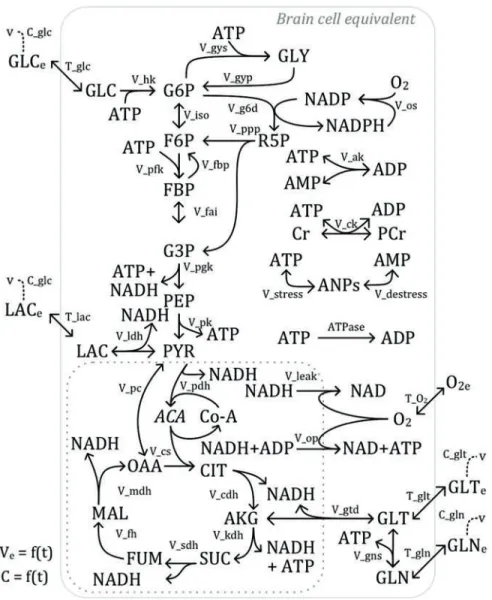 Figure 1. Energy metabolism model for the cerebral tissue. The states of the model (in capital letters) are defined as follows: GLC, glucose;