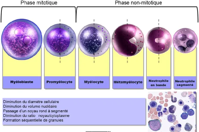 Figure  2 :  Diagramme  de  la  maturation  neutrophilique  et  liste  des  modifications  morphologiques observées au cours de ce processus