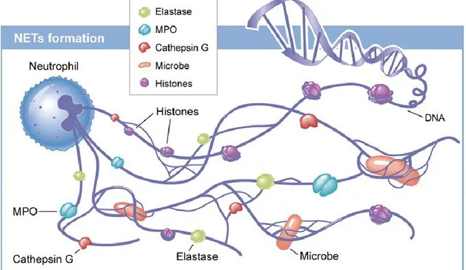 Figure 3 : Composition des pièges extracellulaires des neutrophiles (NETs). 