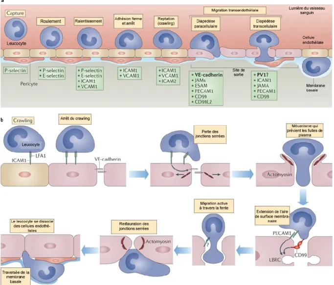 Figure  4 :  Les  étapes  du  recensement  des  neutrophiles  au  niveau  des  sites  inflammatoires.