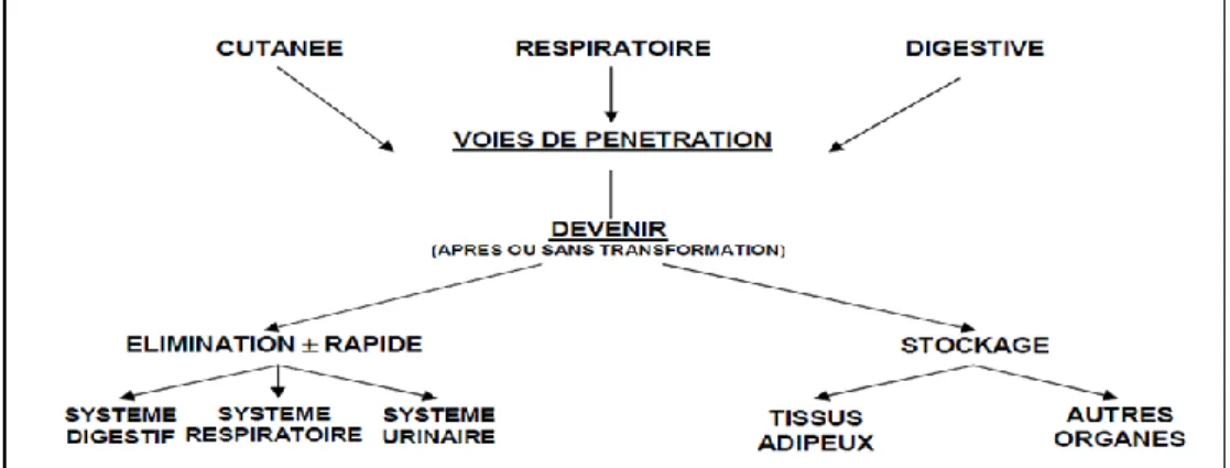 Figure 01 : Modes de pénétration et du devenir des pesticides dans l’organisme   (PERIQUET, 2004)