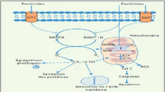 Figure 03:  Effets des pesticides sur la mitochondrie et conséquences au niveau cellulaire  (LENAERS et al., 2013)